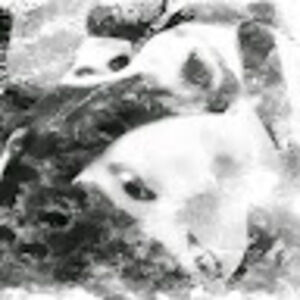 Meet your Posher, -little miss